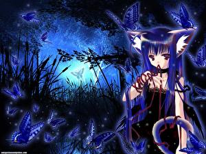 Pictures Catgirl