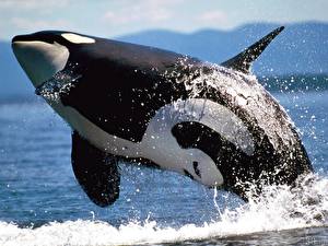 Images Orca Animals