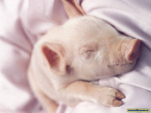 Pictures Domestic pig Animals