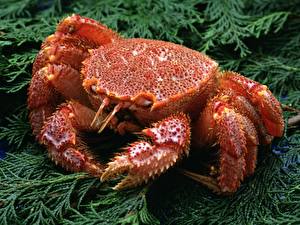 Fonds d'écran Fruits de mer Crabes aliments