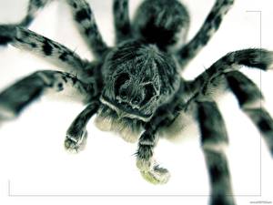 Hintergrundbilder Insekten Webspinnen Weißer hintergrund ein Tier