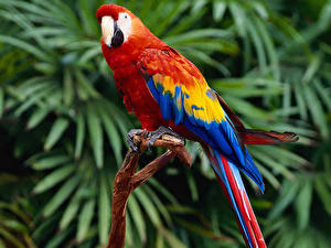Bilder Vögel Papageien Eigentliche Aras Tiere