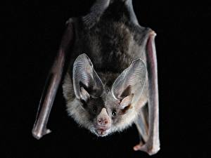 Papel de Parede Desktop Morcegos Fundo preto um animal