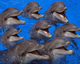 Papel de Parede Desktop Golfinhos Animalia