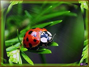 Desktop hintergrundbilder Insekten Marienkäfer Tiere