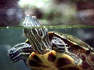 Bureaubladachtergronden Schildpadden