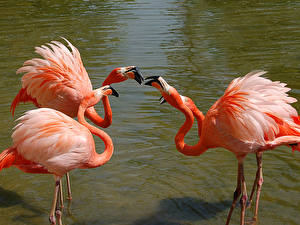 Papel de Parede Desktop Pássaros Flamingos um animal