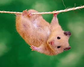 Photo Rodents Hamsters Colored background Animals