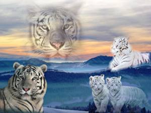 Фото Большие кошки Тигры Рисованные животное