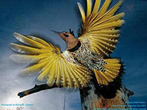 Tapety na pulpit Ptak Egzotyczne zwierzę