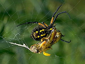 Fotos Insekten Webspinnen