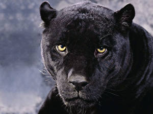 Bilder Große Katze Schwarzer Panther ein Tier