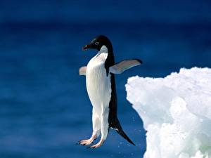 Bakgrundsbilder på skrivbordet Pingviner Hoppar Djur