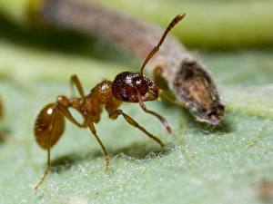 Bakgrundsbilder på skrivbordet Insekter Myror Djur
