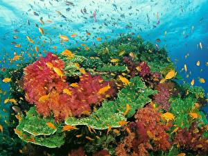 Pictures Underwater world Corals Animals
