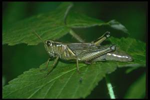 Bakgrunnsbilder Insekter Gresshopper Dyr