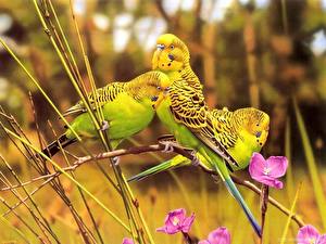Wallpaper Birds Parrots