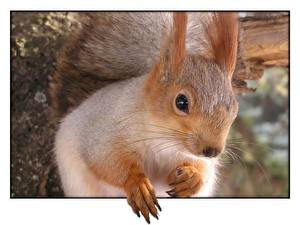 Bilder Nagetiere Eichhörnchen ein Tier