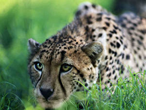 Bureaubladachtergronden Pantherinae Cheeta een dier