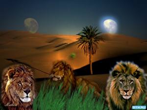 Pictures Big cats Lions Painting Art Animals