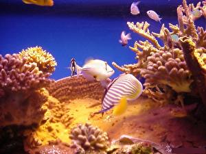 Images Underwater world Corals