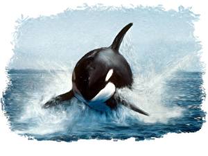 Papel de Parede Desktop Orcas Animalia