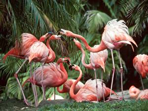 Papel de Parede Desktop Aves Flamingos Animalia