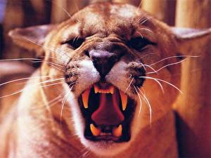 Hintergrundbilder Große Katze Pumas ein Tier