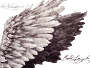 Image Grey Feather Alliance Wings