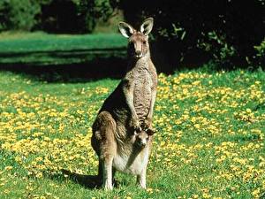 Bureaubladachtergronden Kangoeroe een dier