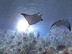 Hintergrundbilder Unterwasserwelt Rochen ein Tier