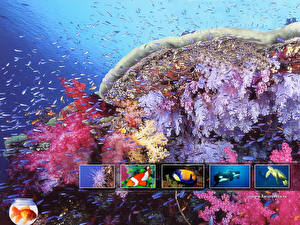 Picture Underwater world Corals animal