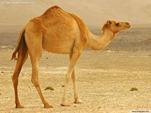 Wallpaper Camels Animals