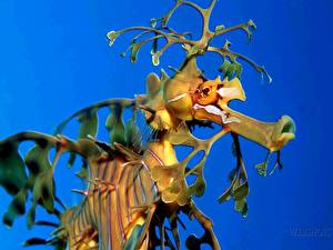 Image Underwater world Seahorses Animals