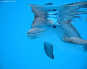 Images Dolphins Animals