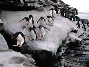 Tapety na pulpit Pingwiny zwierzę