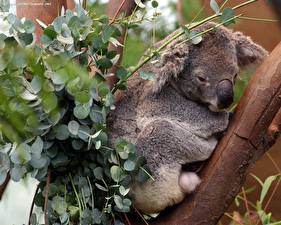 Fondos de escritorio Un oso Koalas Animalia