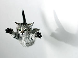 Bakgrundsbilder på skrivbordet Katt Kattungar Vit bakgrund Djur