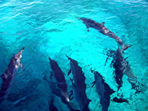 Bureaubladachtergronden Dolfijnen een dier