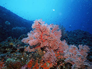 Fonds d'écran Monde sous-marin Corail