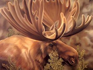 Images Moose Horns animal
