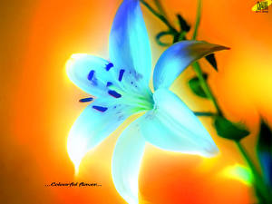 Image Lilium Closeup Light Blue Flowers