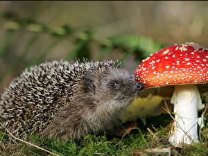 Hintergrundbilder Igel