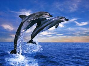Картинка Дельфины Животные