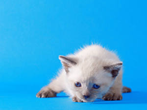 Fotos Hauskatze Kätzchen Farbigen hintergrund ein Tier