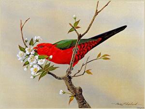 Photo Birds Colored background animal