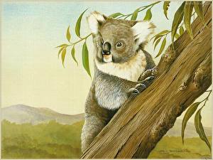 Bakgrundsbilder på skrivbordet Björnar Koalas Djur