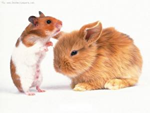 Fotos Nagetiere Hamster Hasen Weißer hintergrund ein Tier