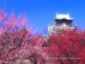 Photo Pagodas