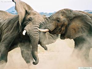 Hintergrundbilder Elefanten ein Tier